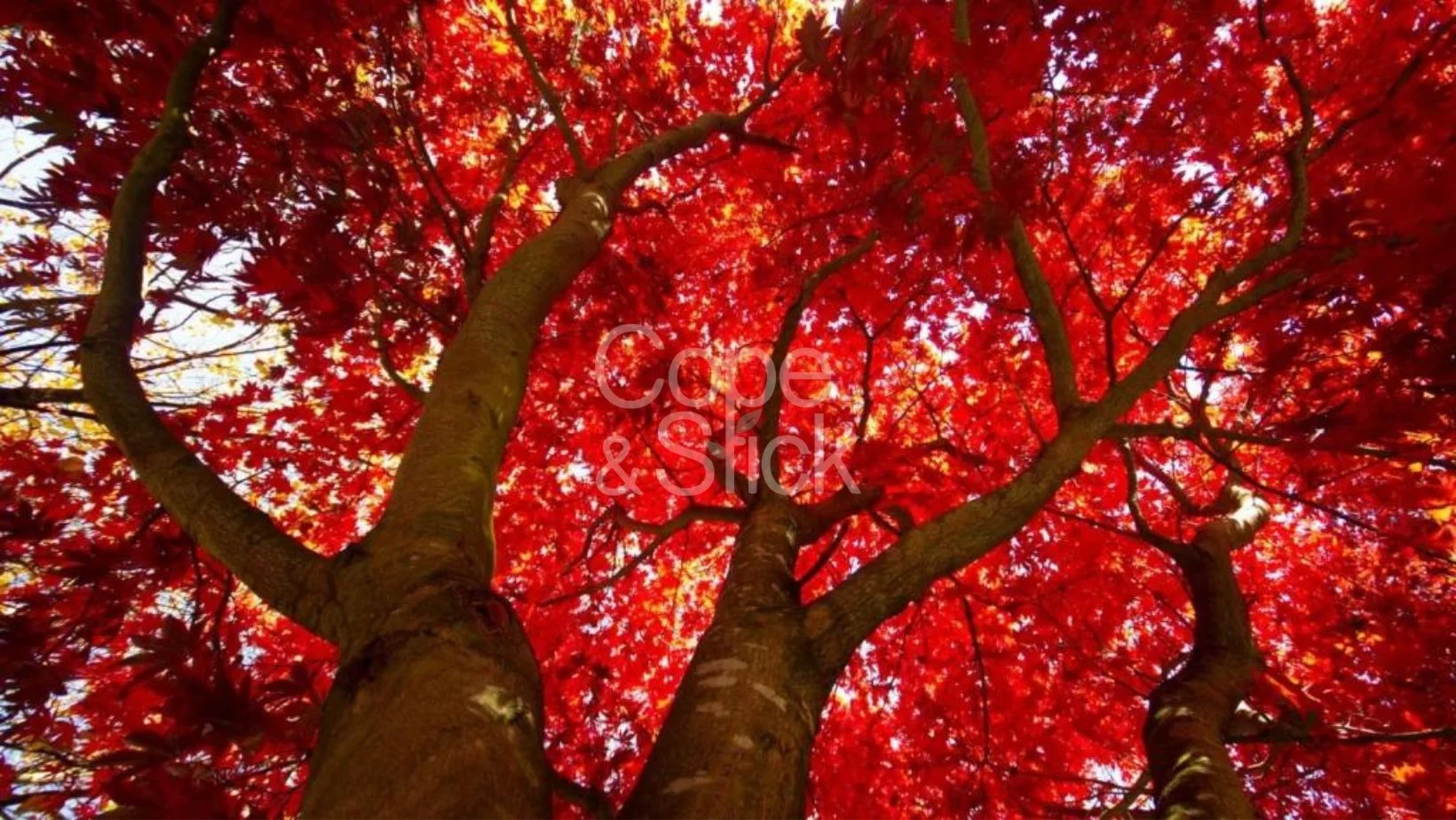 Maple tree with red leaves